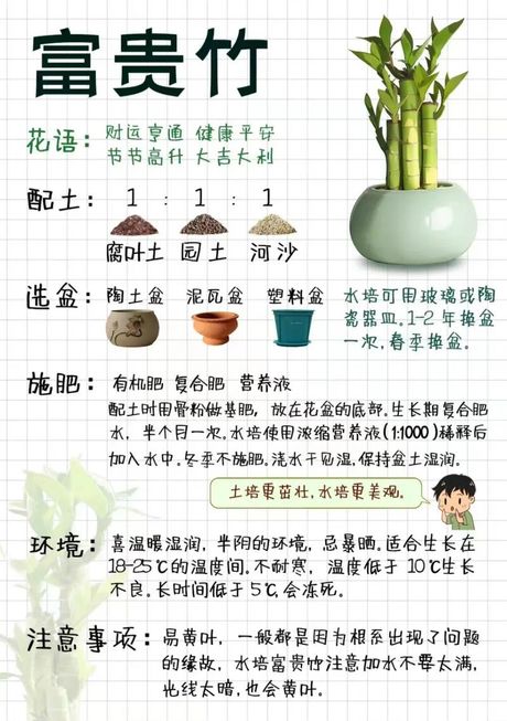 富贵竹怎么养：养成迷人绿植美景的方法