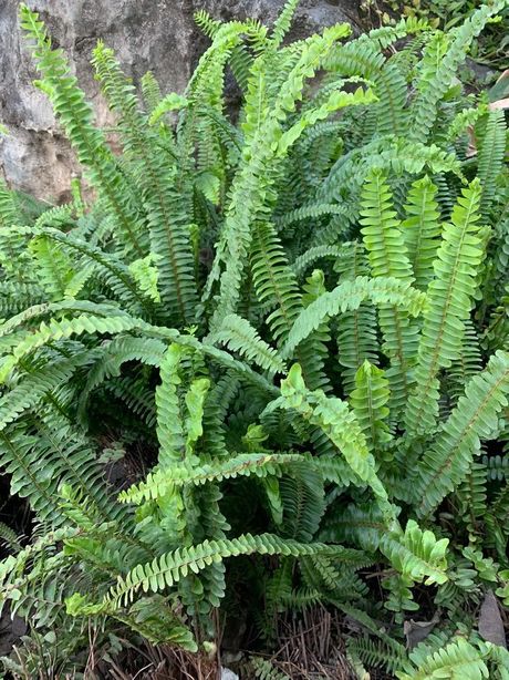 蕨类植物，植物王国里的美味大闸蟹——蕨类植物