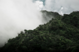 rainforest(【环保达人】保护热带雨林，从自己身边做起)